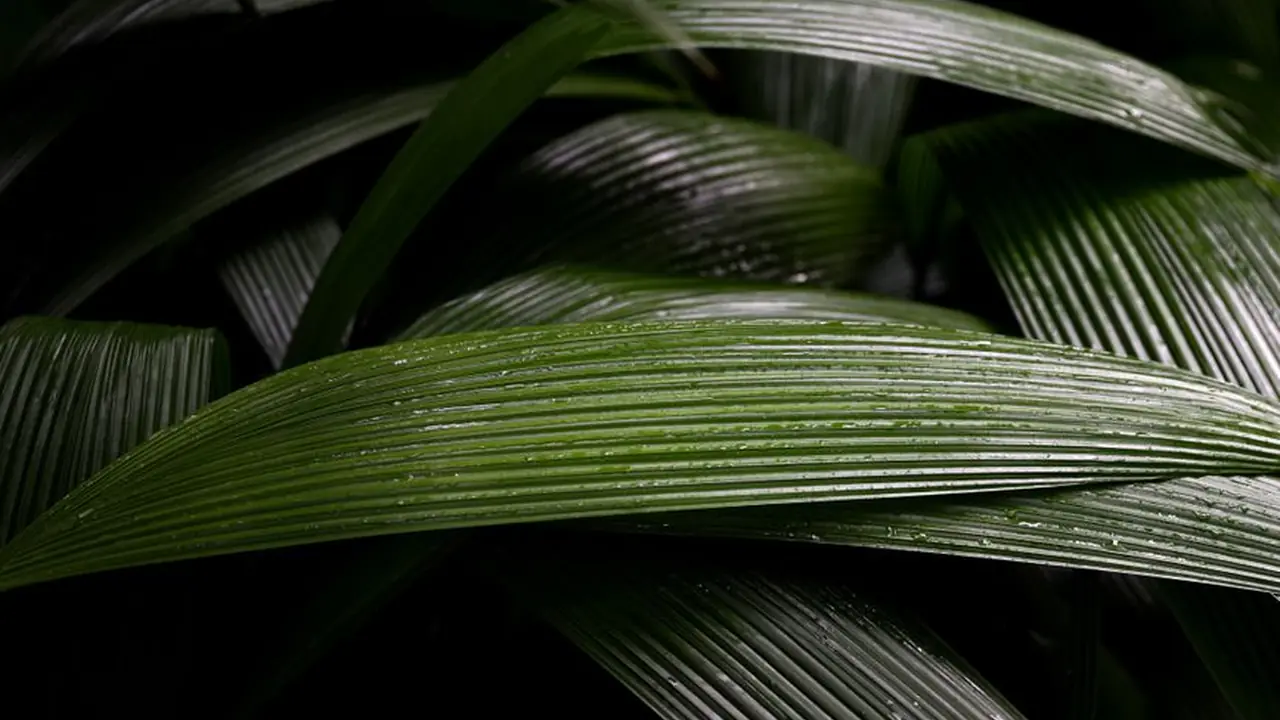 鸣潮技能教程掌握战斗核心技巧