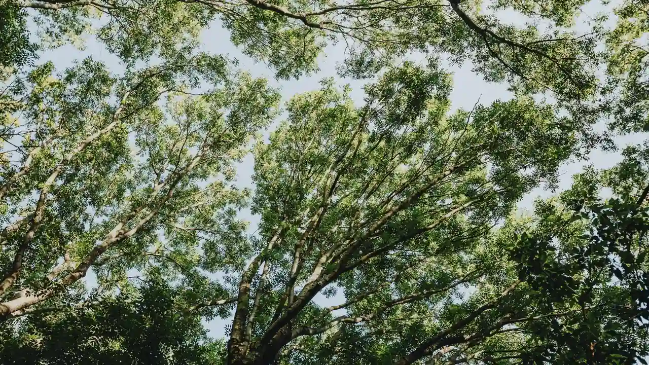 球爹：文班亚马挥拳和推搡都是假把式 要是我早就掀桌子动真格了-c39ec320
