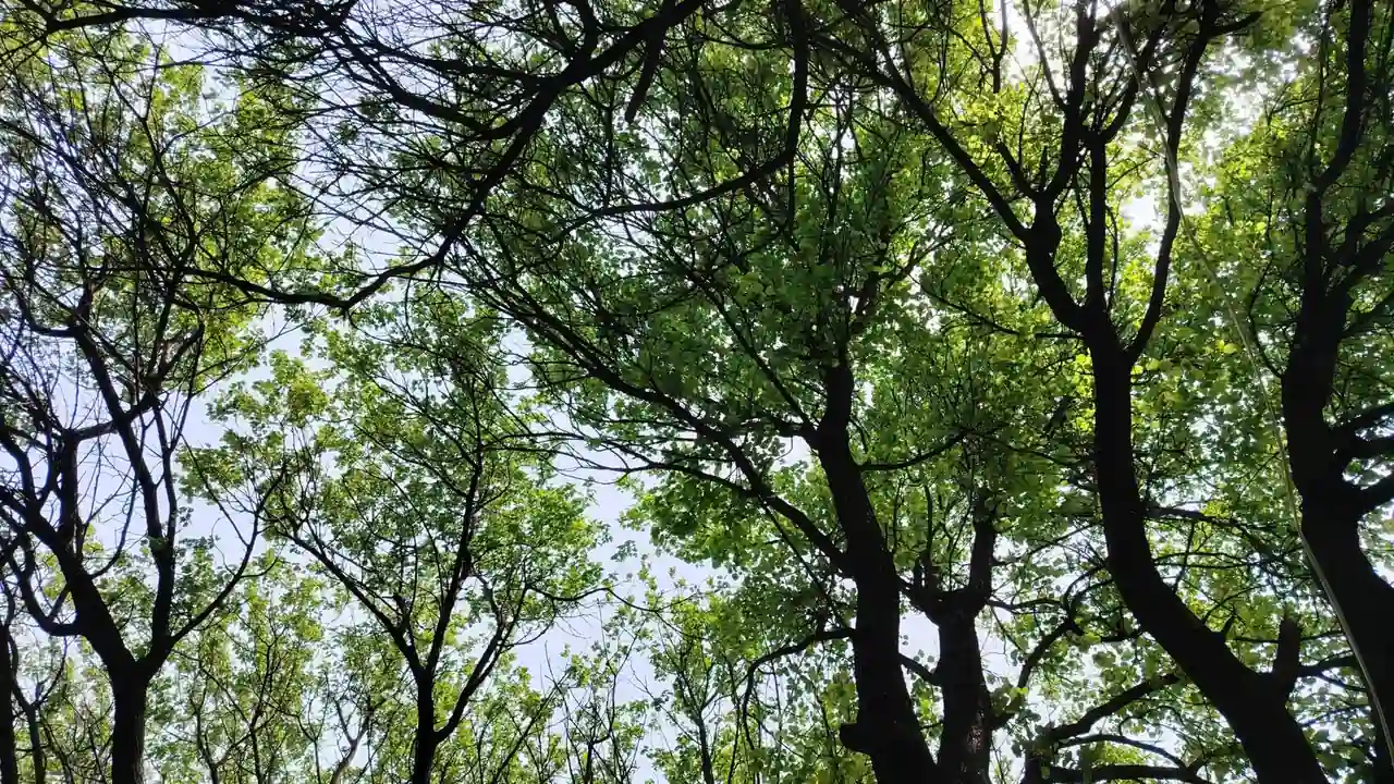 穿越火线新手阵容如何选择与搭配